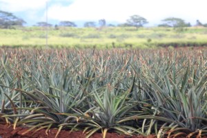 A field of pineapples.